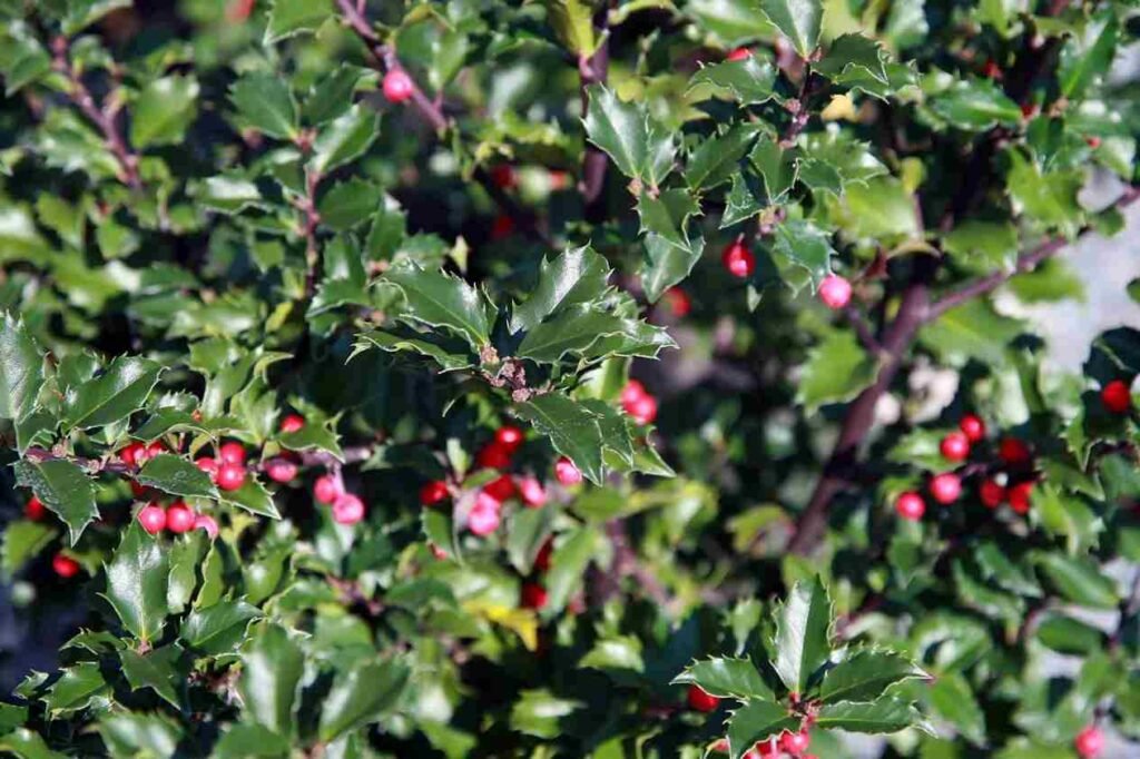 which flower is commonly associated with january, Best outdoor winter plants, outdoor winter plants for pots, outdoor winter plants for balcony, plants that survive winter outside, cold weather planters, potted plants that survive winter outside, poinsettia outside in winter, winter outdoor flowers
