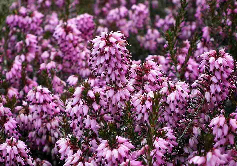 which flower is commonly associated with january, Best outdoor winter plants, outdoor winter plants for pots, outdoor winter plants for balcony, plants that survive winter outside, cold weather planters, potted plants that survive winter outside, poinsettia outside in winter, winter outdoor flowers