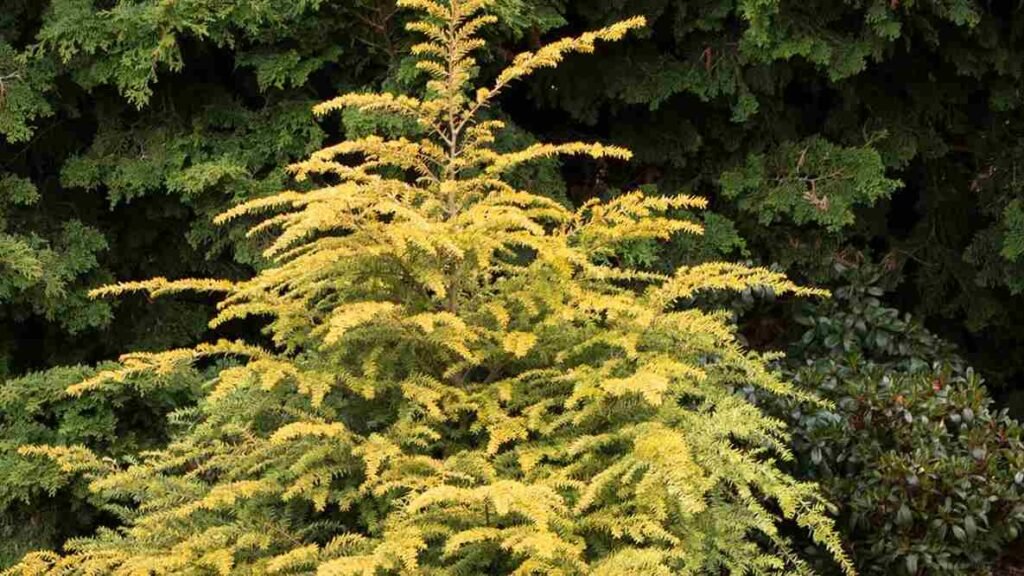 which flower is commonly associated with january, Best outdoor winter plants, outdoor winter plants for pots, outdoor winter plants for balcony, plants that survive winter outside, cold weather planters, potted plants that survive winter outside, poinsettia outside in winter, winter outdoor flowers