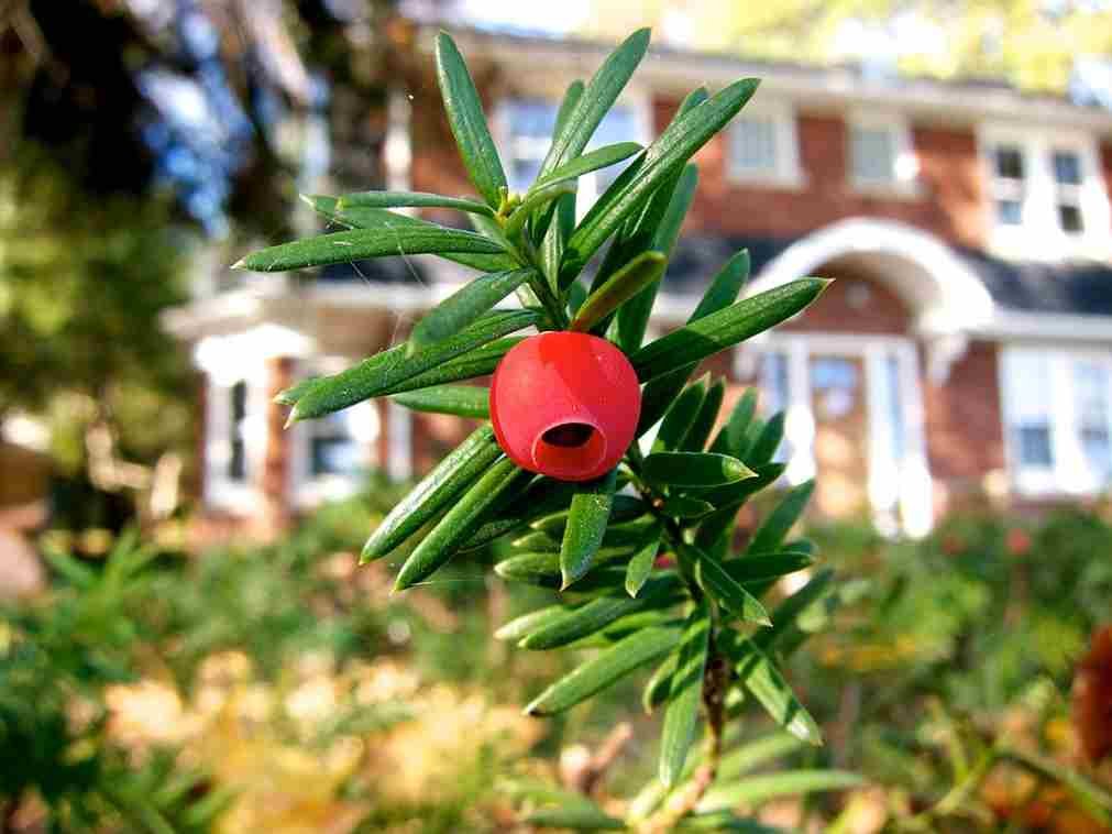 which flower is commonly associated with january, Best outdoor winter plants, outdoor winter plants for pots, outdoor winter plants for balcony, plants that survive winter outside, cold weather planters, potted plants that survive winter outside, poinsettia outside in winter, winter outdoor flowers