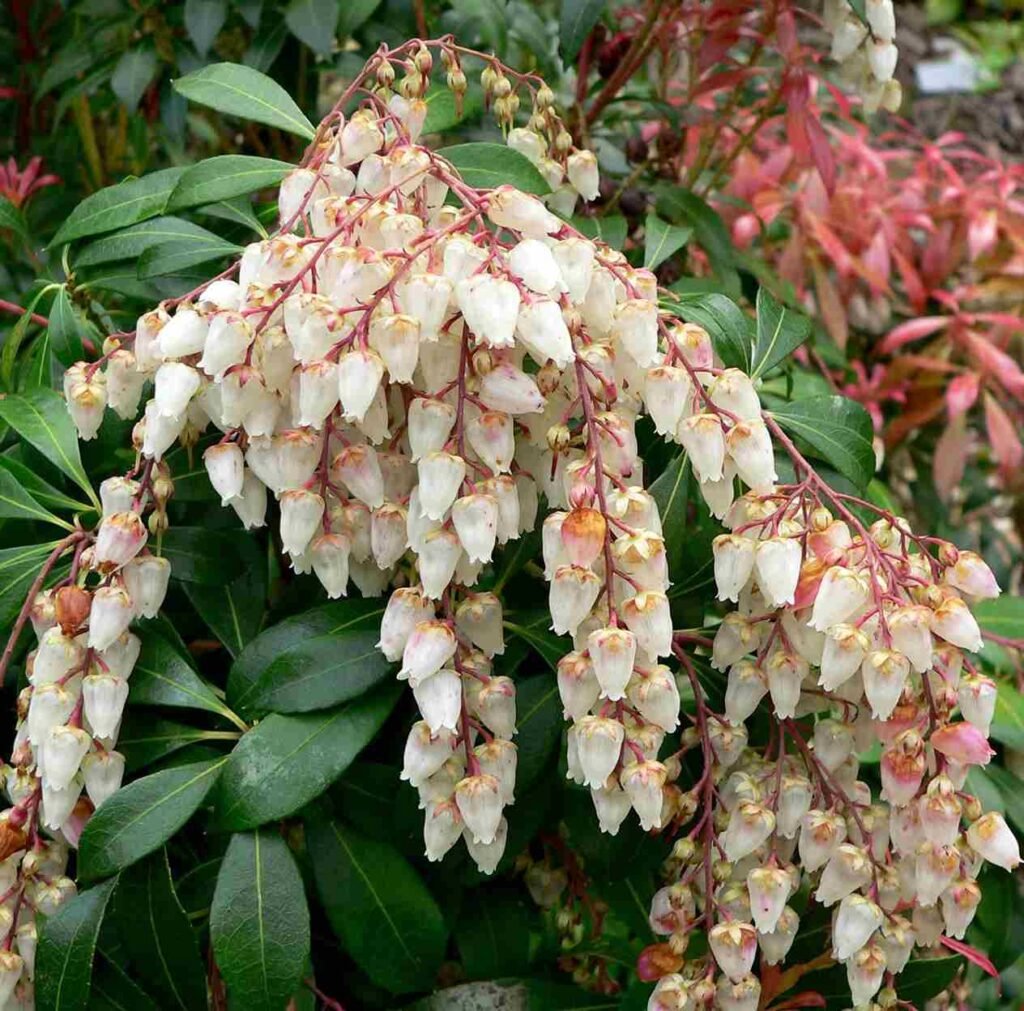 which flower is commonly associated with january, Best outdoor winter plants, outdoor winter plants for pots, outdoor winter plants for balcony, plants that survive winter outside, cold weather planters, potted plants that survive winter outside, poinsettia outside in winter, winter outdoor flowers