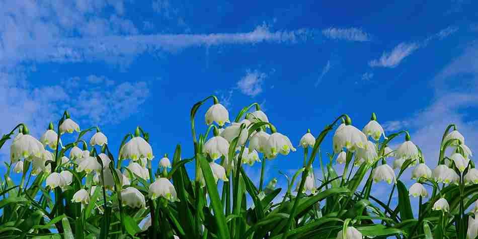 which flower is commonly associated with january, Best outdoor winter plants, outdoor winter plants for pots, outdoor winter plants for balcony, plants that survive winter outside, cold weather planters, potted plants that survive winter outside, poinsettia outside in winter, winter outdoor flowers