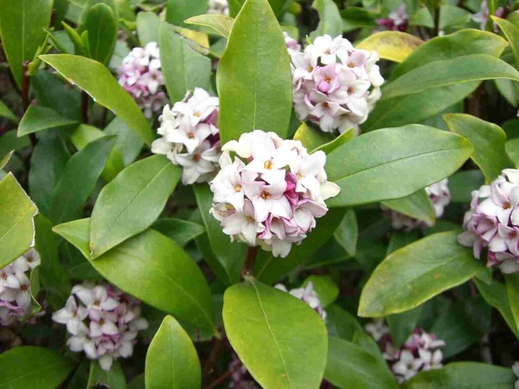 which flower is commonly associated with january, Best outdoor winter plants, outdoor winter plants for pots, outdoor winter plants for balcony, plants that survive winter outside, cold weather planters, potted plants that survive winter outside, poinsettia outside in winter, winter outdoor flowers