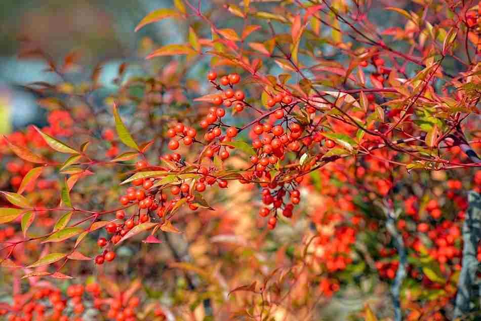 which flower is commonly associated with january, Best outdoor winter plants, outdoor winter plants for pots, outdoor winter plants for balcony, plants that survive winter outside, cold weather planters, potted plants that survive winter outside, poinsettia outside in winter, winter outdoor flowers