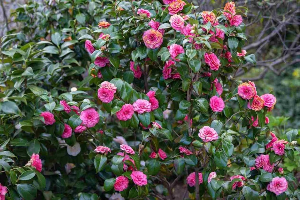which flower is commonly associated with january, Best outdoor winter plants, outdoor winter plants for pots, outdoor winter plants for balcony, plants that survive winter outside, cold weather planters, potted plants that survive winter outside, poinsettia outside in winter, winter outdoor flowers