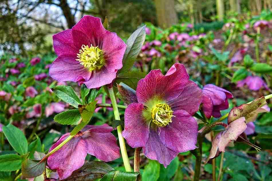 which flower is commonly associated with january, Best outdoor winter plants, outdoor winter plants for pots, outdoor winter plants for balcony, plants that survive winter outside, cold weather planters, potted plants that survive winter outside, poinsettia outside in winter, winter outdoor flowers